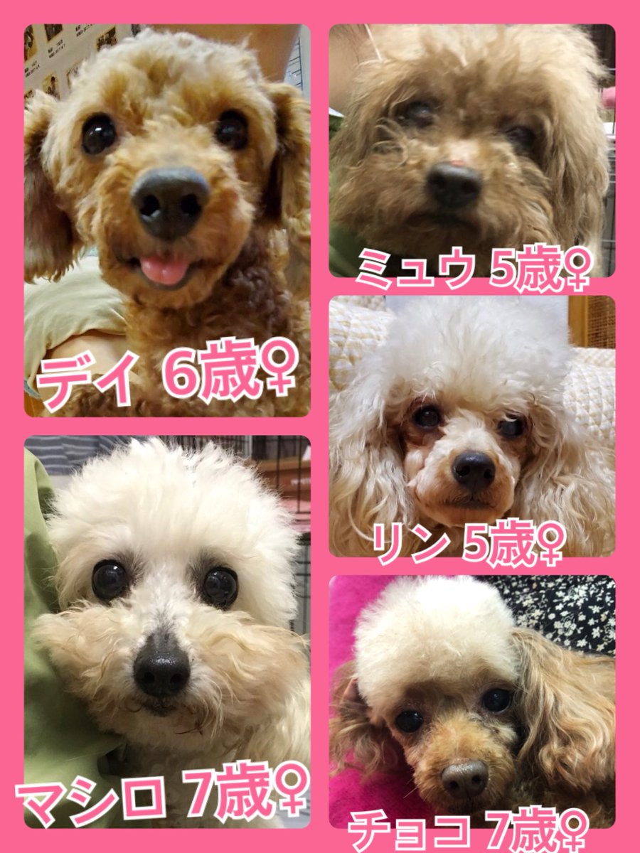🐾今日の里親様募集中ワンコ🐶メンバーです🐾2020,2,28